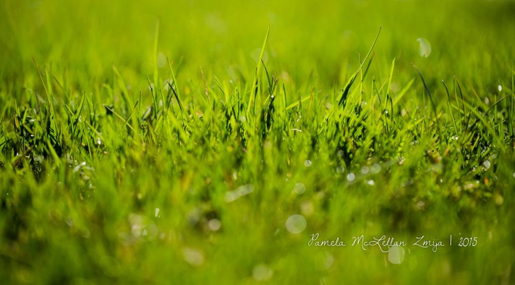 26012064764_ff15106440_k