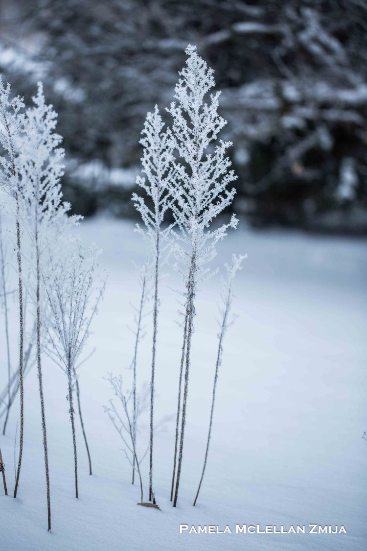 20171223-IMG_6932-WM