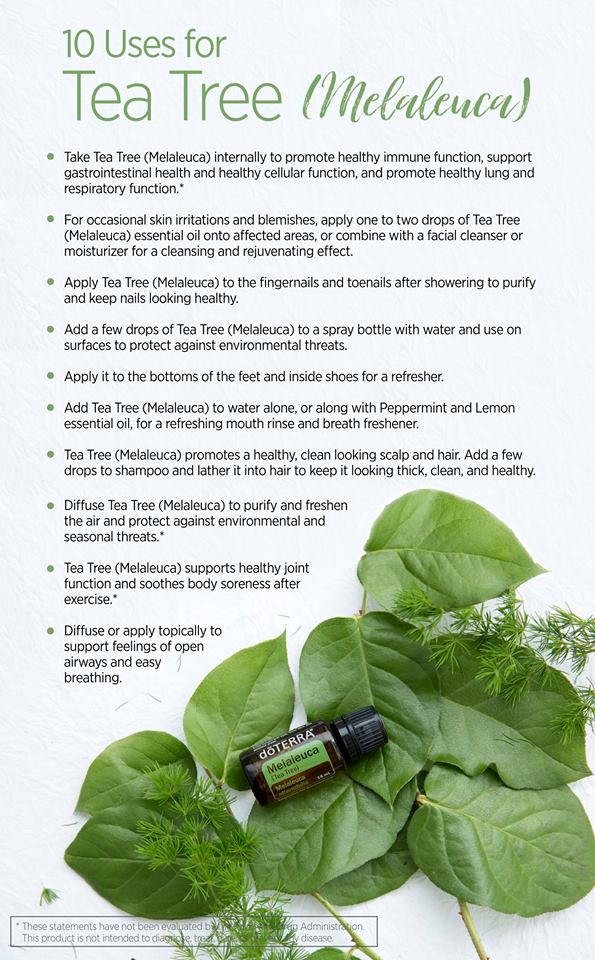10 Uses for Melaleuca.jpg
