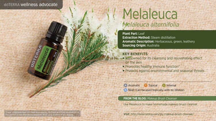doTerra_Melaleuca.jpg
